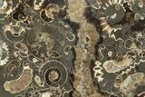 Polished Ammonite (Promicroceras) Slice - Marston Magna Marble #211316-1